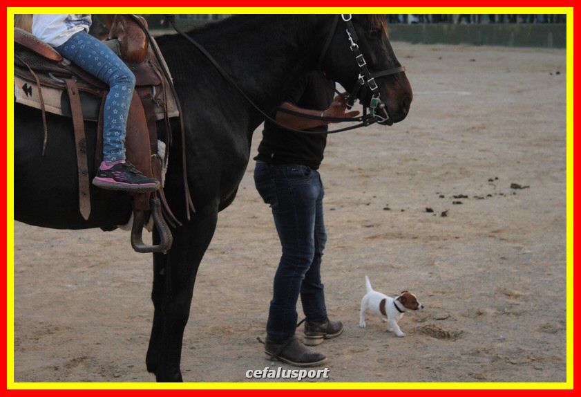 161106 equestre 156_tn.jpg
